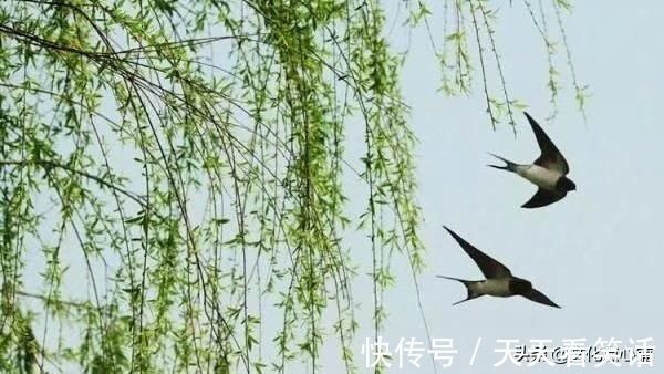 文坛$在李煜之前，他一度称霸文坛，一首绝美词作，足以秒杀一大半宋词