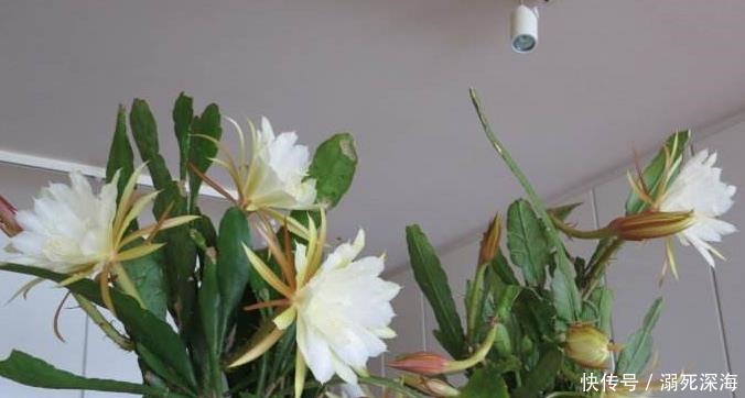 昙花|花期虽短却美得惊艳,称为“月下美人”,昙花的种植方法你知道吗!