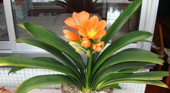 介质|居家盆栽想将旧土转化为新土掺杂进它们，变废为宝！