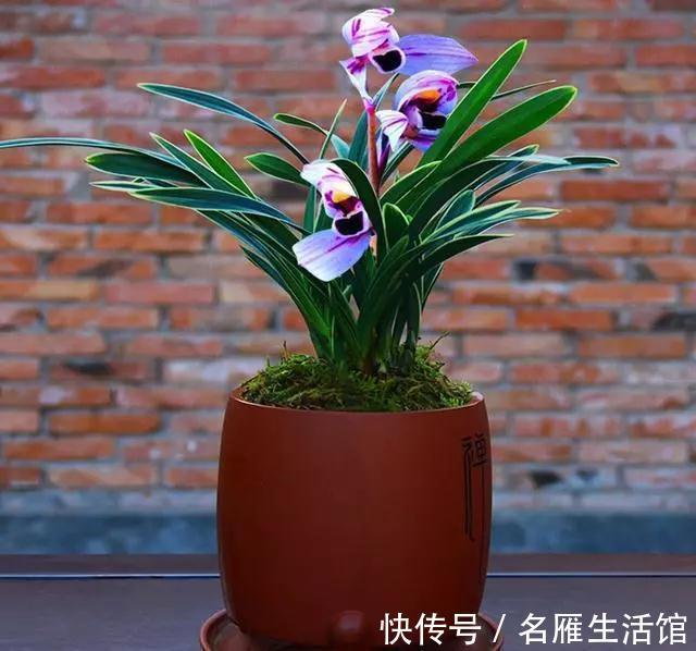 此兰是兰中的绝品，花色难得可贵，花香沁人心脾，无人不爱