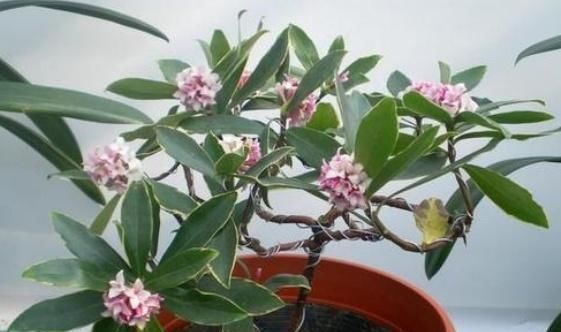 比“香水”还要好闻的这2种花,家里养一盆,满屋“香喷喷”