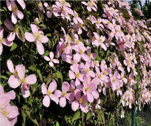 她养了5年铁线莲，花开不停，仙气十足，总结出3个技巧