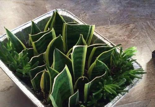 冬天|3种盆栽花卉,冬天也能扦插,摘把叶子丢土里,一盆变多盆!