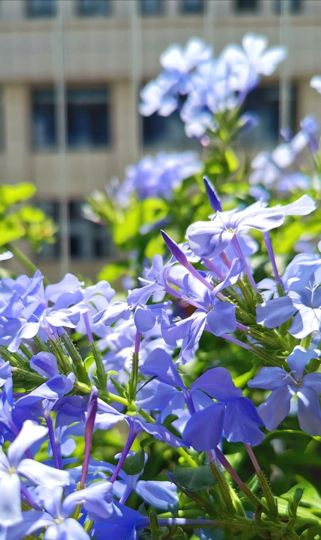 10种花，现在抓紧剪，更抗冻、好过冬！
