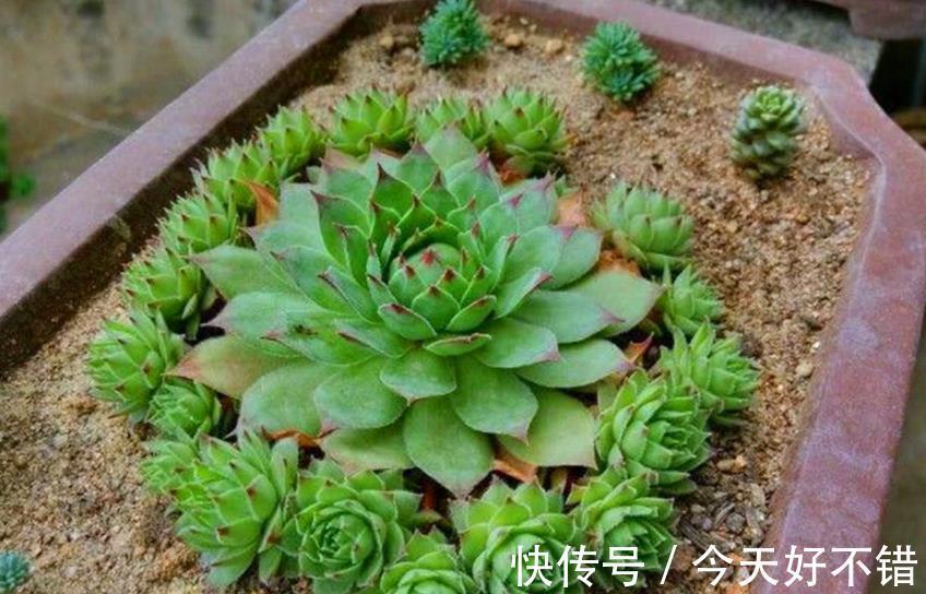 5种皮实耐寒的花卉,被称作“冻美人”,冻一冻颜色更鲜艳