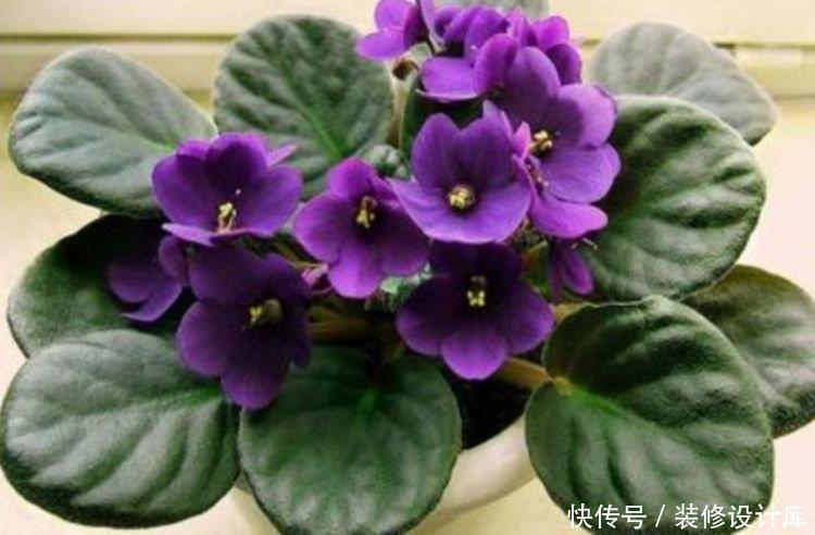 长春花|家里就养4种花,耐旱又耐晒,开花红红火火,旺财又旺运