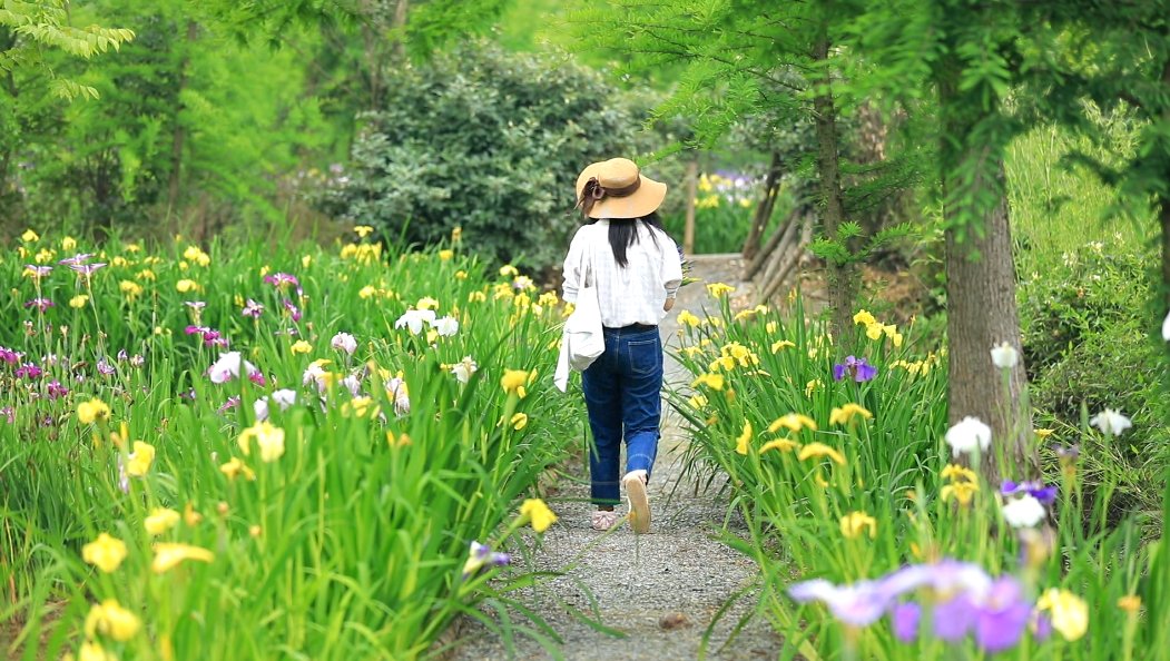 美景|余杭：百亩鸢尾盛放 初夏美景惹人醉