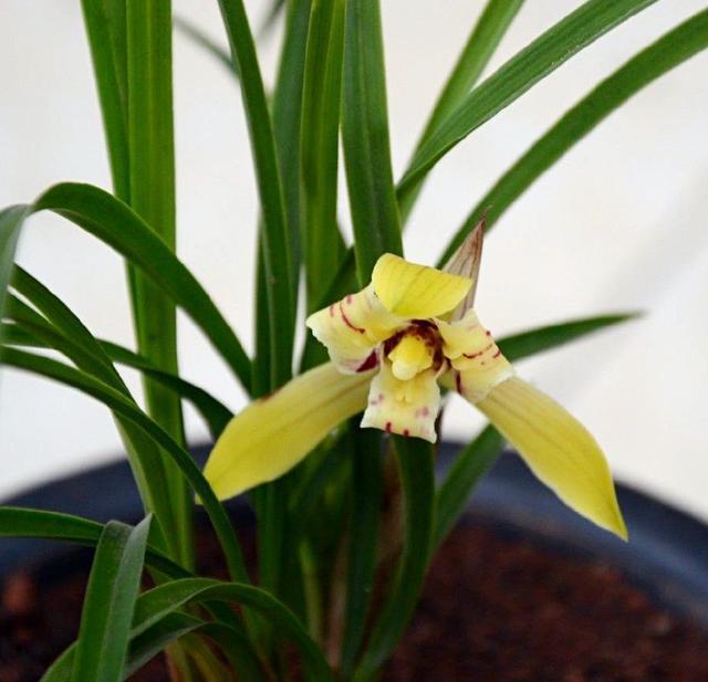 用淘米水浇兰花，把兰花浇死了是怎么回事淘米水可以浇兰花吗