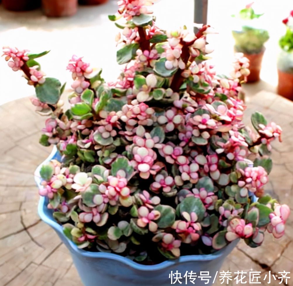 秋天逛花市，5种植物不要买，因为到了冬季养不活