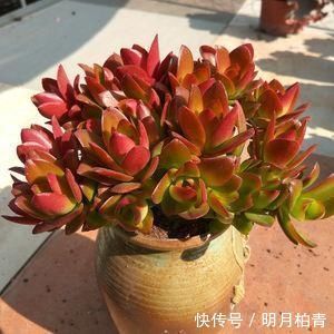 聚伞花序|3种漂亮多肉,耐热又耐晒,夏天长得更好看,姿态各异惹人爱