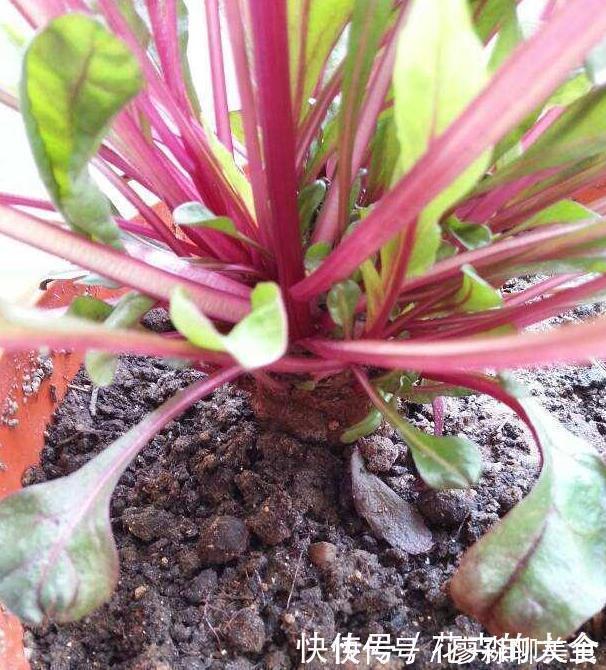 猪肉|此种菜比盆景好看比猪肉好吃,种一盆源源不断拔叶吃,连续十个月