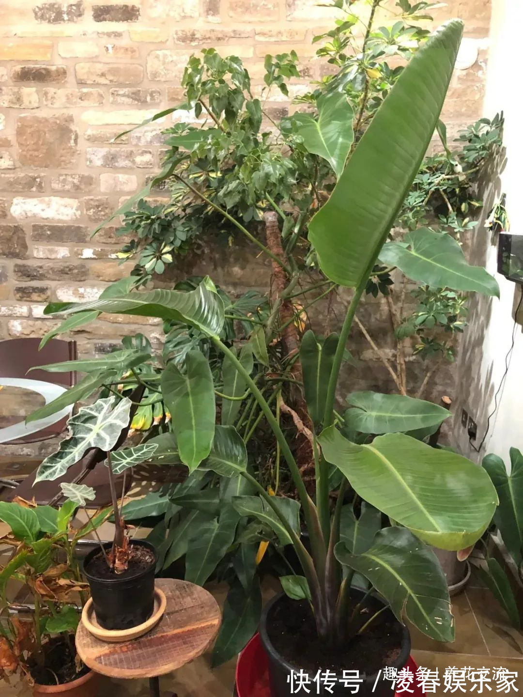 一年四季可以养在室内的开花植物和观叶植物,附新手养护教程