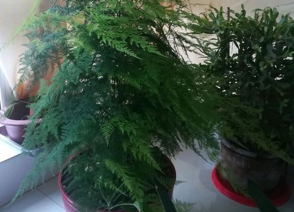 掉叶发黄快枯死的文竹怎么急救给它喝点酸奶,一个月爆盆绿油油