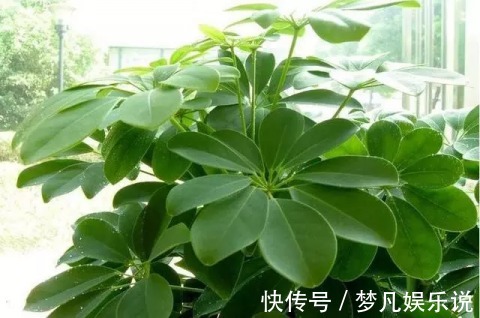 枝条|这4种花，剪个枝插水里，10天就生根，特别好养活！