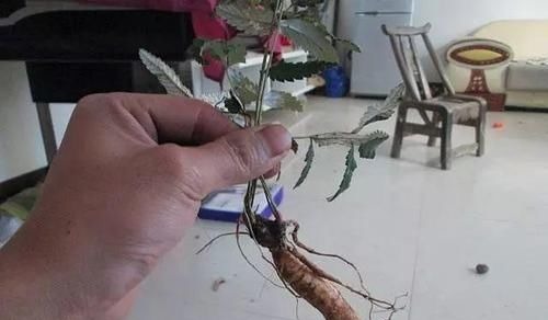 服用|农村一种毫不起眼野菜，农民拿去喂猪，殊不知是名贵中草药