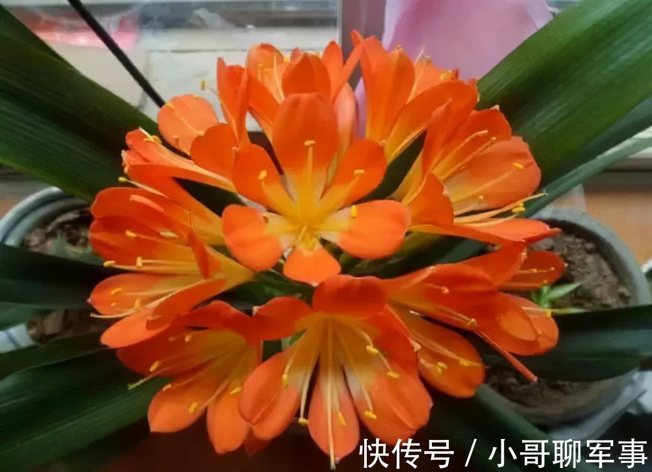 君子兰|九大“健康花”,建议大家养一盆,干净漂亮又吉祥