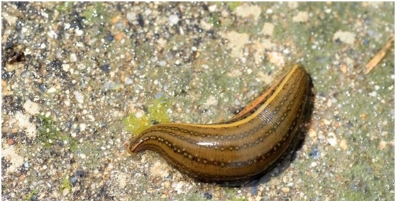 水蛭|农村老人说把蚂蝗烧成灰,把灰放在水里,就能长出小蚂蟥,真的吗