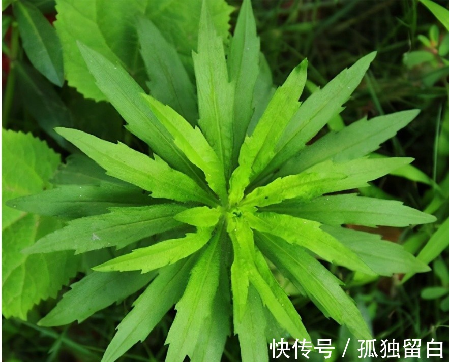 中药材|令人痛恨的野草居然是牙疼草,蓬蓬草,咋就成了中药材了?