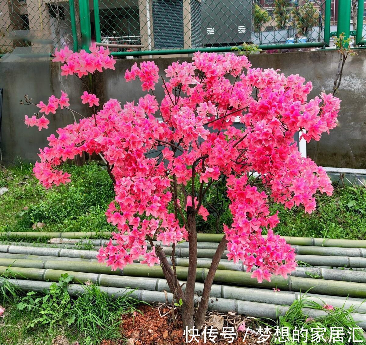 绿化带|4种“娇气花”楼房里总养死?扔在家门口,顿时枝繁叶茂,开花旺