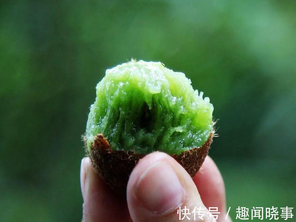 野果|这野果一熟就掉，9月满山都是，一次摘几百斤，农民翻山越岭采摘