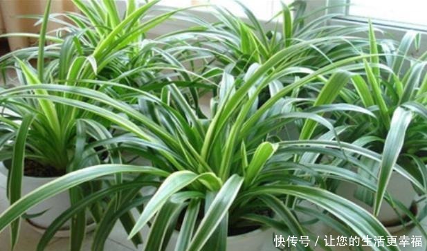 适合扦插的“4种花”,沾土就活,想练手可以养,轻松繁殖一大片!