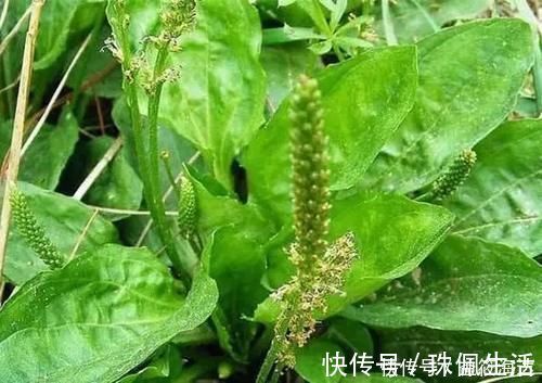 野草|农村路边常见的野草，煮水喝有“奇效”，止咳力超强
