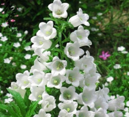 5种“一次性”花,开完赶紧丢了,老手也难养复花,你养过几种?