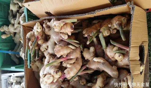 怎么保存生姜不用放冰箱,教你3个好方法,生姜放一冬天都新鲜