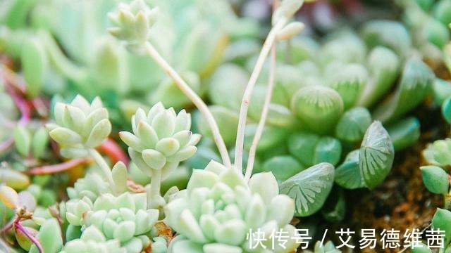 养活|为什么你家的多肉就难养活! ——死亡指南