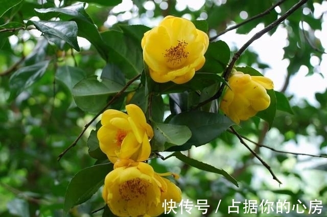 花朵|此花被誉为“植物黄金”,营养丰富,家里养一盆观赏食用皆可