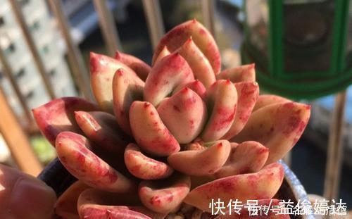 养护|家里的多肉总是长不好?避开3个“陷进”,你可不要中招!