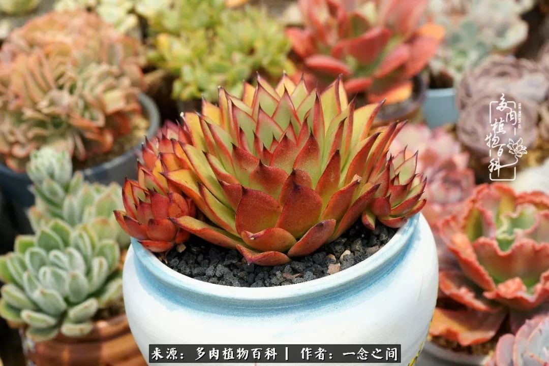 群友聊多肉没有最二只有更二,爆笑百科二群的二货二事!