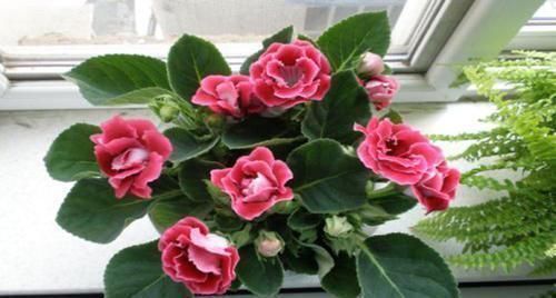 4种花,独爱“半阴地”,采光不好也能养,全年开花不停歇