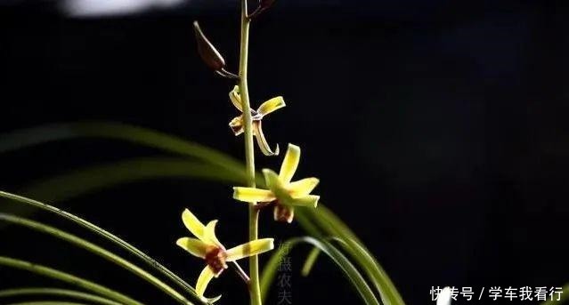 治疗兰花茎腐病，不要再浇药水，根本没有效果！