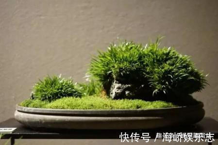 青苔|到墙脚挖点青苔做盆栽，没想到养出了微景观，太漂亮了