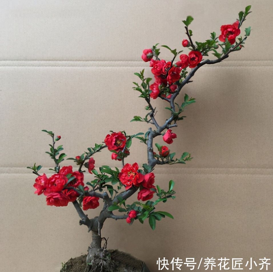 黄泥土的海棠花,想要养好它,首先要会“买”,其次要会“种”