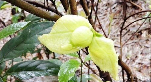 好东西|它是茶树上难得的好东西,城里人花钱都难买,农民却对它恨之入骨