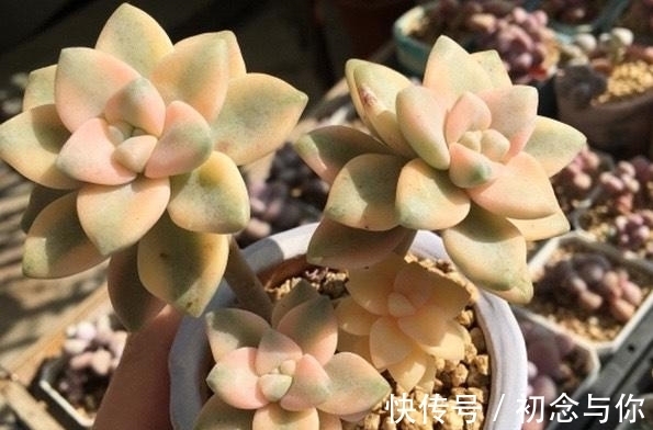 多肉中的“潜力股”,几元钱就能买到全锦的苗,越养越仙千金不换