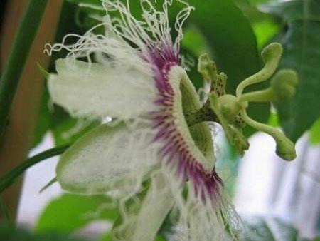 暗处|家里“3种花”不能见光,放暗处“摆好”,叶片油亮、花儿开得旺