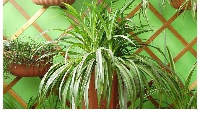 橡皮树|5种好养的绿植，摆在家里，为你打造纯天然的氧吧！