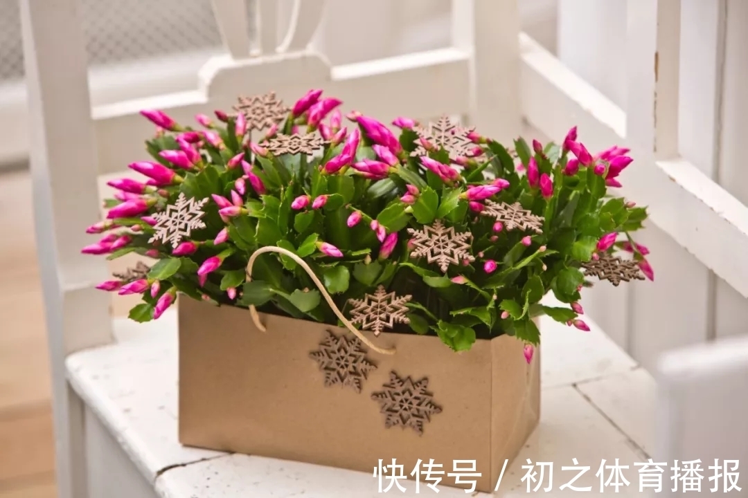 蟹爪兰装葱死活不开花,3个窍门,一次性解决,嗖嗖就花满枝