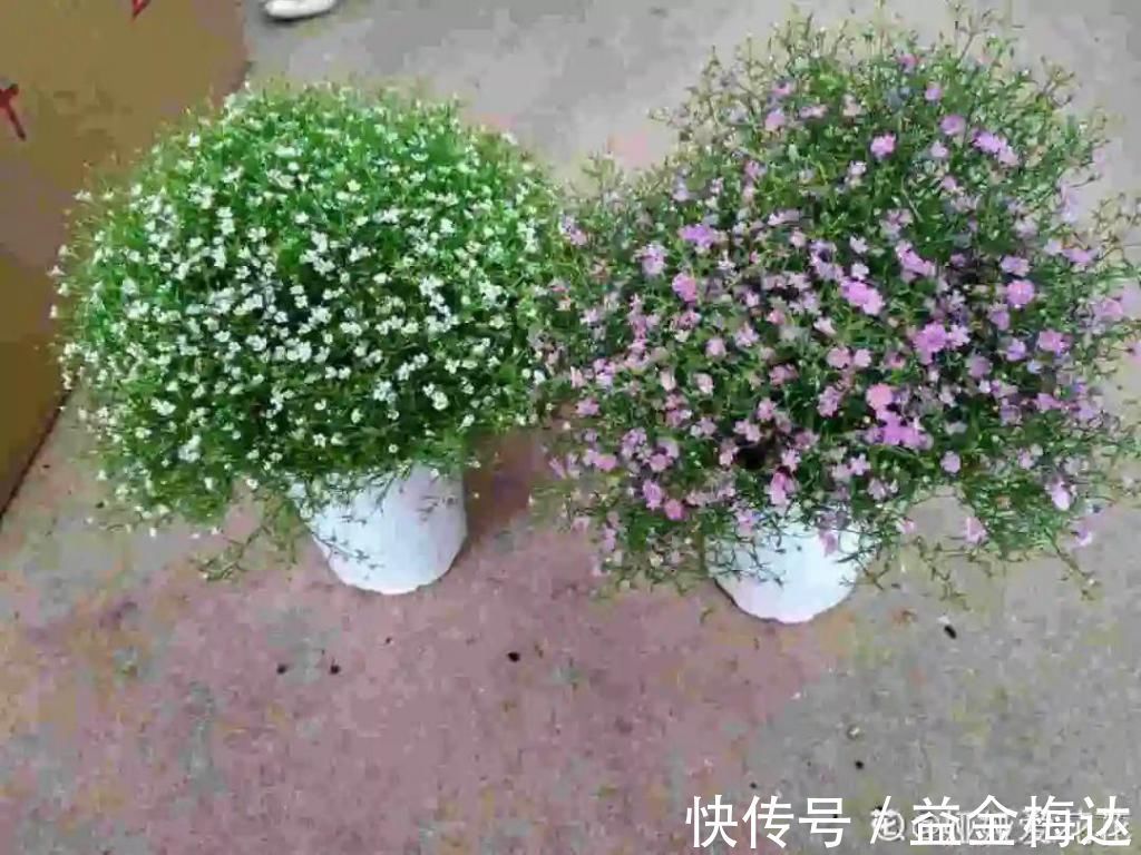 水仙花|6种花是一次性,开完可以扔了,别再浪费时间