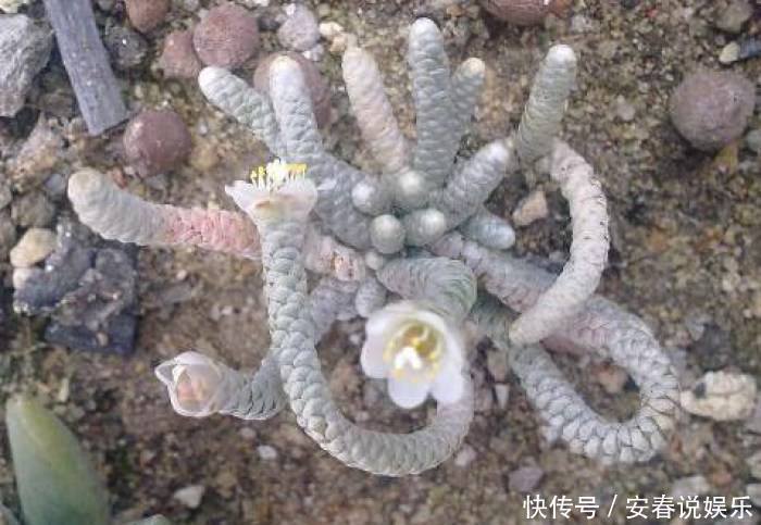 长相如此“吓人”的多肉你敢养吗,开花的样子确实很迷人