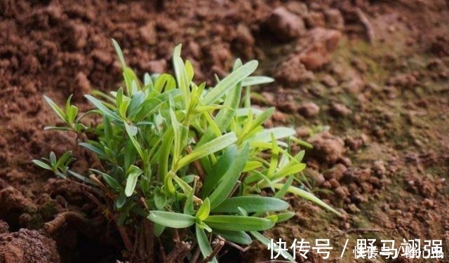 农户|山上一野菜,半个月就可采摘一次,市场一斤卖60元,见到请珍惜