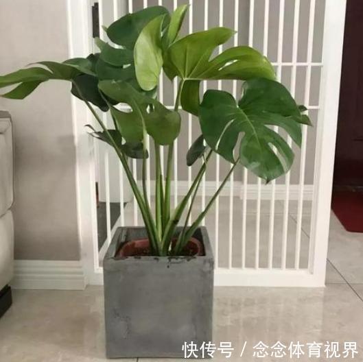 家里客厅适合养什么花?此3款对身体好,还能纳福又聚财