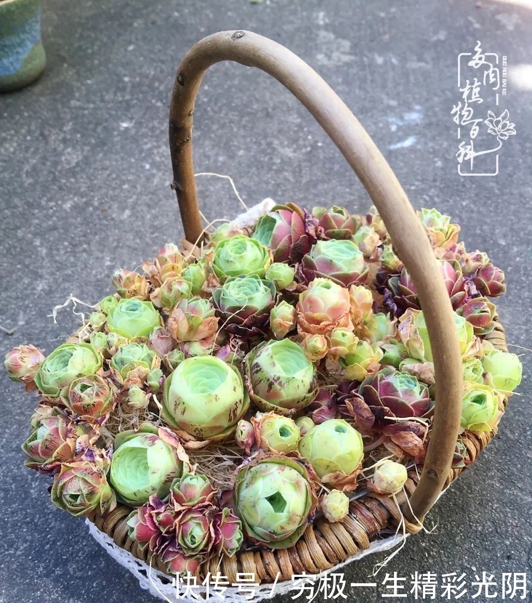 山地玫瑰的那些事儿关于养护过程中遇到的灵魂18问