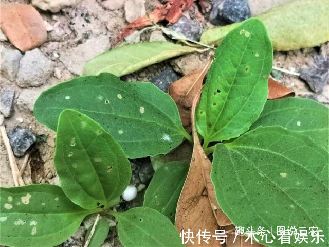 猪耳朵|农村有一种不起眼的野草,叶子与猪耳朵相似,市场售价5元一斤