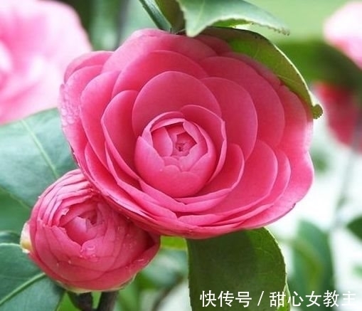 茶花|农历十一月大雪过后,养什么花?家里养3种花,一帆风顺吉祥如意