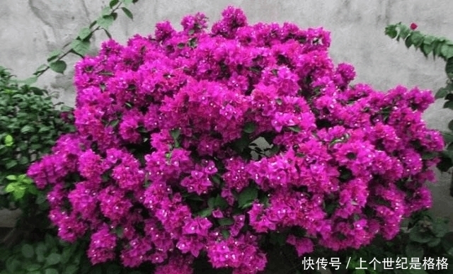 想要阳台四季如春,有花赏,5款植物少不了