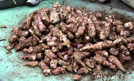 此種植物在農(nóng)村路邊隨處可見(jiàn),不僅美味,還是糖尿病患者的福音